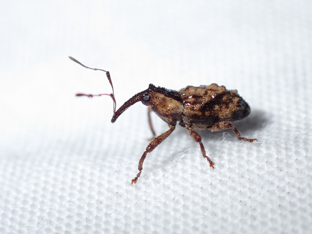 Mecistostylus douei