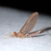 Acanthophlebia cruentata - Photo (c) Saryu Mae, μερικά δικαιώματα διατηρούνται (CC BY), uploaded by Saryu Mae