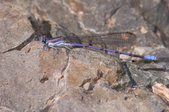 Argia hinei