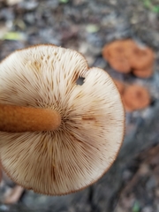 Desarmillaria caespitosa image
