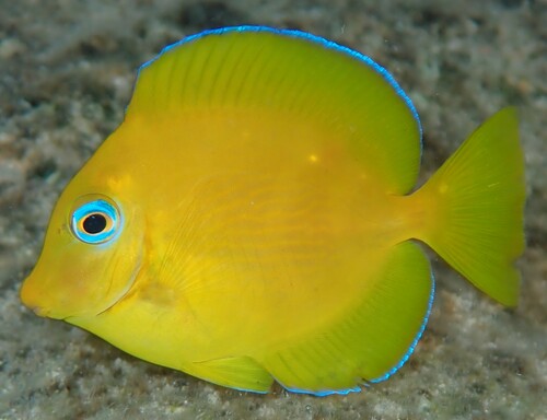 Atlantic Blue Tang