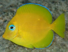 Blue Tang photo 1
