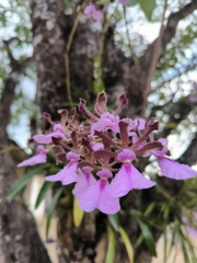 Encyclia cordigera image