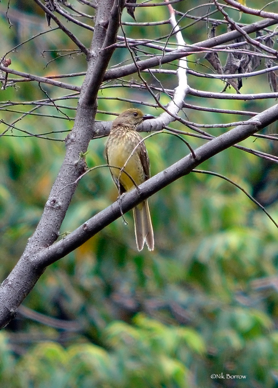 Yellow-breasted Bowerbird photo
