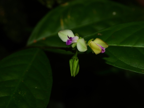 Polygala membranacea