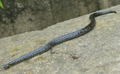 Atractus crassicaudatus