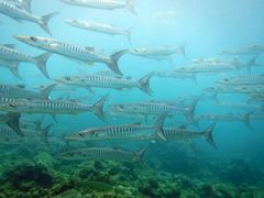 Schooling barracuda