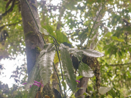 Pseudorhipsalis amazonica