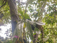 Pseudorhipsalis amazonica