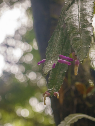 Pseudorhipsalis amazonica, photograph 1
