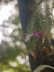 Pseudorhipsalis amazonica, photograph (c) Frank Dietze, some rights reserved (CC BY)