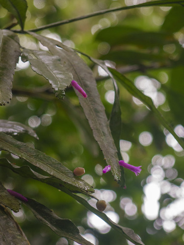 Pseudorhipsalis amazonica, photograph 2