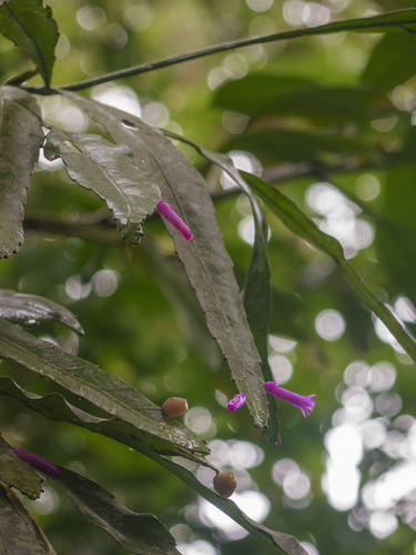 Pseudorhipsalis amazonica, photograph 3