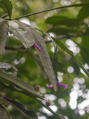 Pseudorhipsalis amazonica, photograph (c) Frank Dietze, some rights reserved (CC BY)