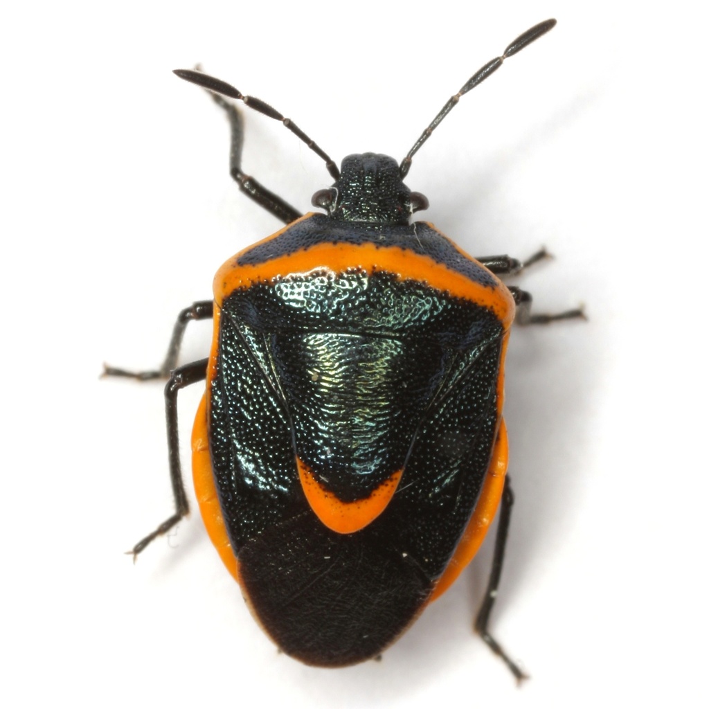 Elegant Stink Bug