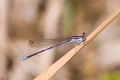 Argia hinei