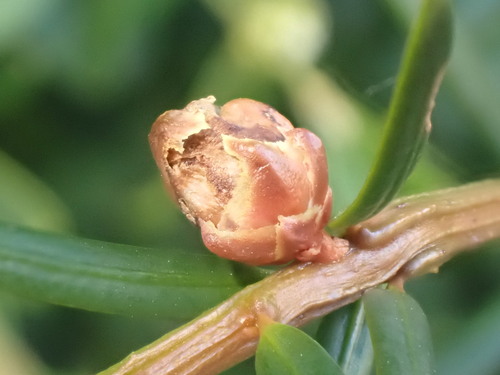 Cecidophyopsis psilaspis