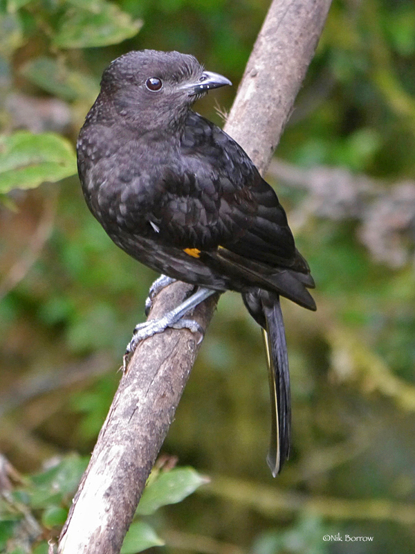 Archbold's Bowerbird