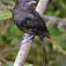 Archbold's Bowerbird - Photo (c) Nik Borrow, some rights reserved (CC BY-NC)