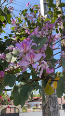 Bauhinia variegata image