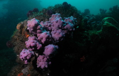 Pyura spinifera