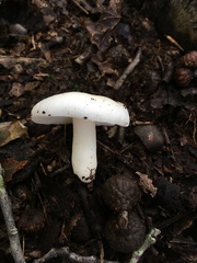 Russula albidula