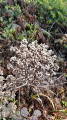 Angelica hendersonii