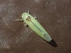 Edwardsiana commissuralis