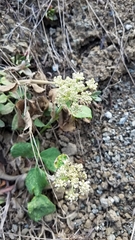 Angelica hendersonii