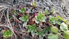 Dudleya farinosa