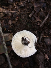 Russula albidula