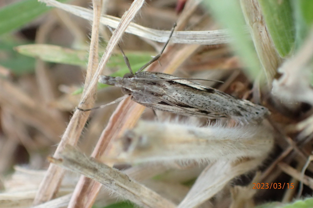 Tawhitia pentadactylus
