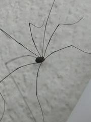 Leiobunum viridorsum