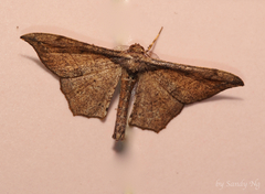 Hyposidra infixaria