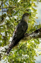 Madagascar Cuckoo photo 4