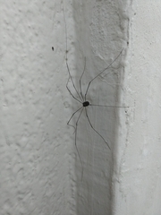 Leiobunum viridorsum