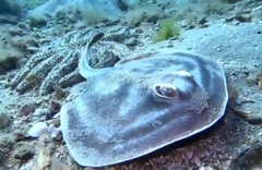 Urolophus cruciatus