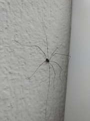 Leiobunum viridorsum