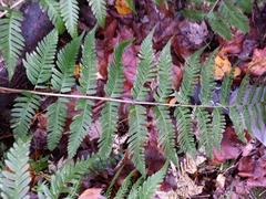Dryopteris celsa