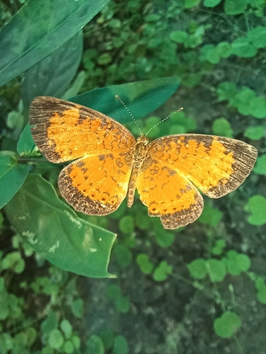 Mazia amazonica (Bates, 1864)