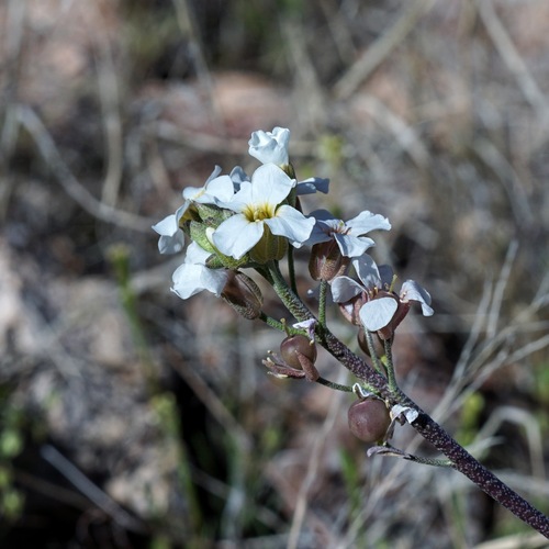 Image of Physaria purpurea by (c) Andrew Tree, some rights reserved (CC BY)