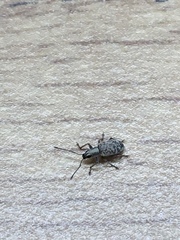 Cyphicerini