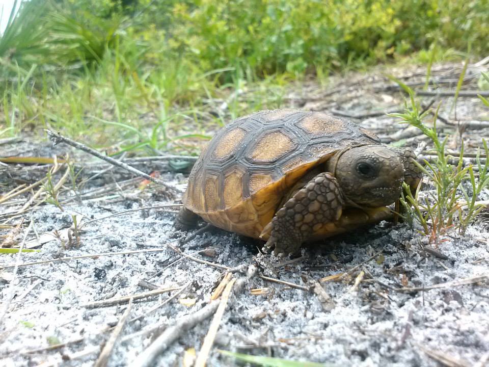 Gopher Tortoise (Camp Bayou Field Guide) · iNaturalist