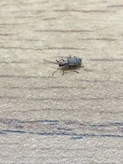 Cyphicerini
