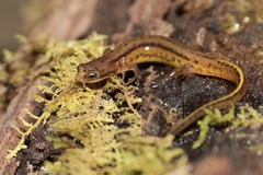 Patch-Nosed Salamander photo 3