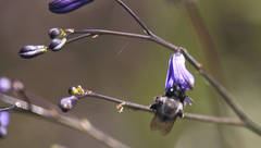 Alloscirtetica