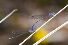 Argia hinei
