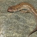 Southern Blackbelly Salamander - Photo (c) Ty Smith, some rights reserved (CC BY-NC), uploaded by Ty Smith