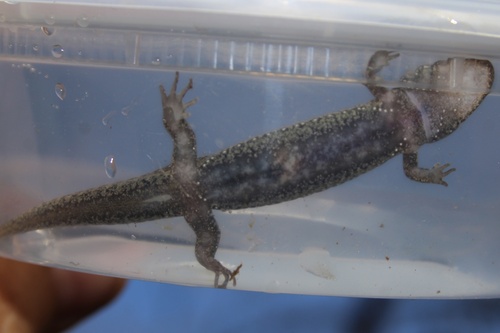 Southern Blackbelly Salamander