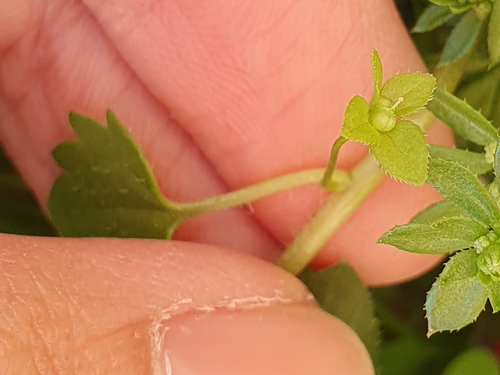 Image of Veronica panormitana by (c) Mehdi Chetibi, some rights reserved (CC BY)